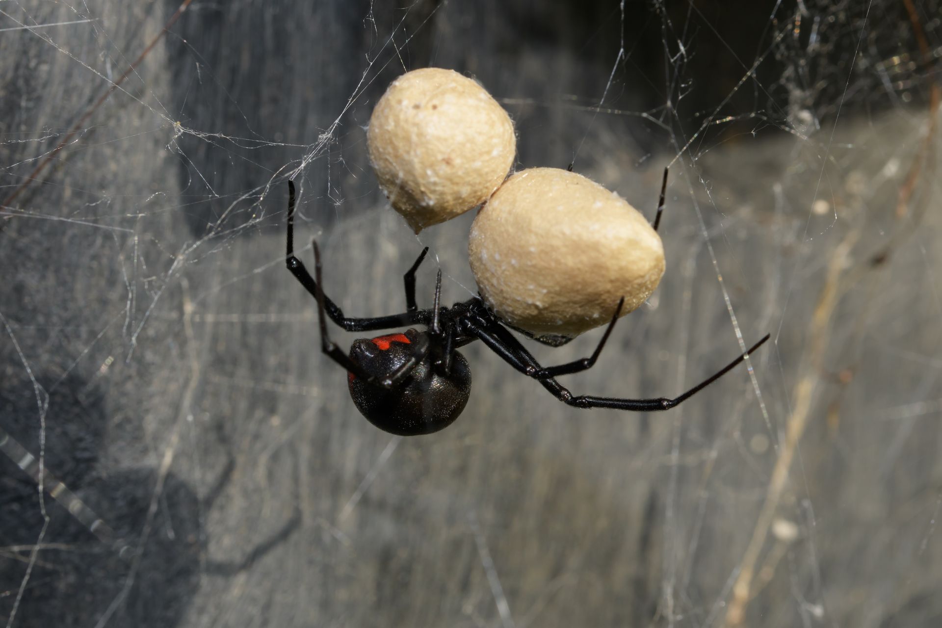 Black Widow Venom