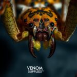 Identifying the Most Venomous Spiders: A Guide to the World’s Most Dangerous Bites