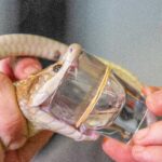 How Snake Venom Is Used in Medical Research and Drug Development